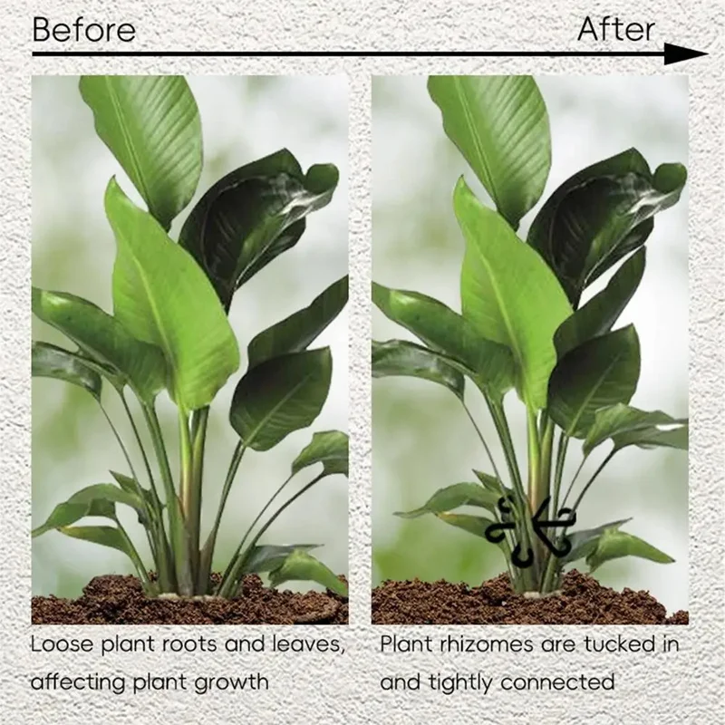 Penyangga Batang Alocasia Mons - Variegated Monstera Node ulasan dan harga