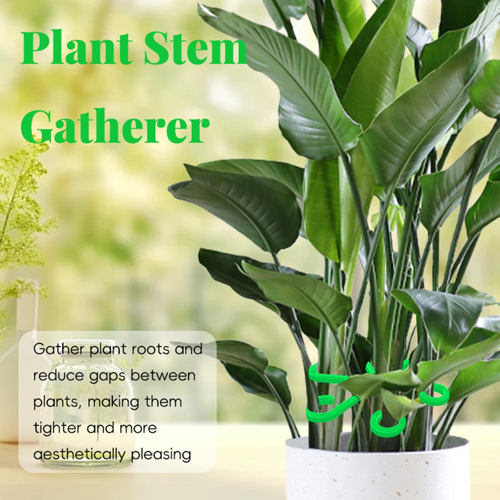 4 Buah Klip Penyangga Batang T - Variegated Monstera Node ulasan dan harga